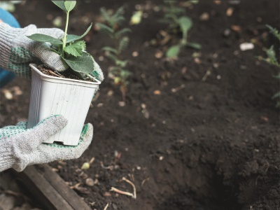 Scheppach EB 2000 - půdní vrták + 2 vrtáky