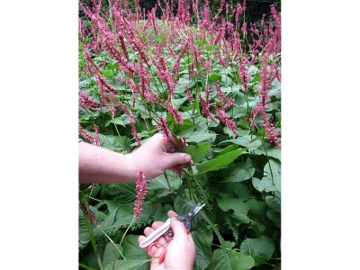 Okatsune 304 - zastřihovací nůžky s dlouhými čepelemi