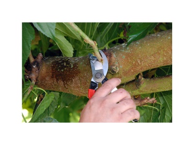 Okatsune 101 - zahradní nůžky pro malé ruce