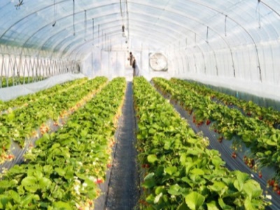 Farmářský skleník AGRO FARMER 6x8,4m