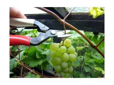 Okatsune 301 - sklízecí nůžky se zakřivenými čepelemi