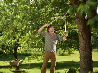 POWER CUT*** RS 800 V KOVADLINKOVÉ NŮŽKY NA VĚTVE