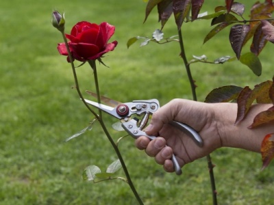 KRTGR1023 - Nůžky zahradnické TITAN 200mm přímé