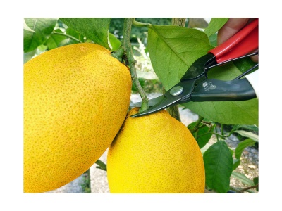 Okatsune 301 - sklízecí nůžky se zakřivenými čepelemi