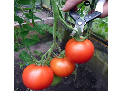 Okatsune 301 - sklízecí nůžky se zakřivenými čepelemi